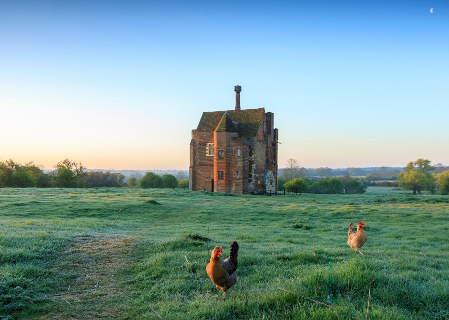 old warden with chickens 900x642