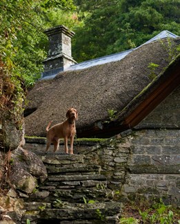 A black and white dog stands on some steps in front of a historic building
