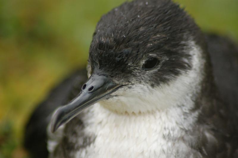 Manx Shearwater