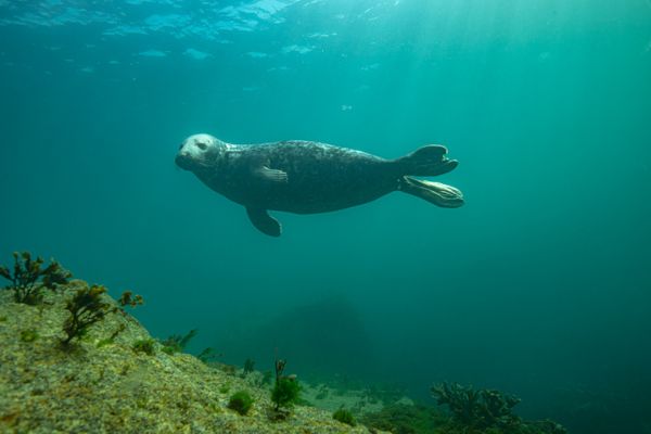 Seal Lundy 600x400.jpg