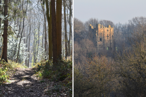 Forest and view at Hackfall