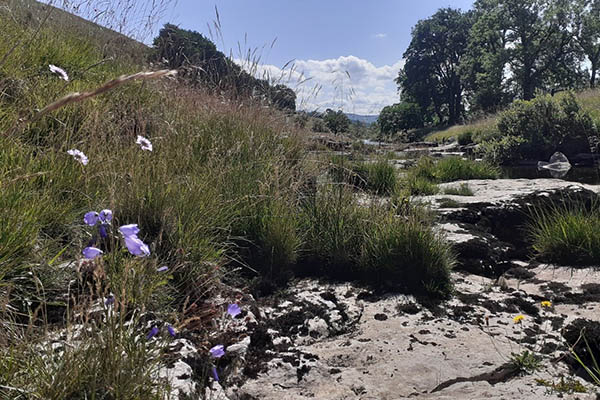 Wildflowers along the banks of the river Wharfe in Langstrothdale