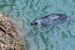 Kingswear seal 1200x800