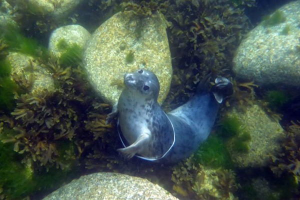 Seal with plastic ring